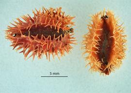   Fruits:   Calligonum comosum ; Photo by M. Creller, USDA APHIS PPQ, imageID.idtools.org
